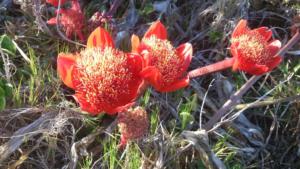 Struisbaai Flora