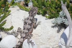 The Southern Rock Agama Lizard