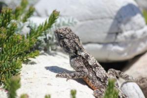 The Southern Rock Agama Lizard